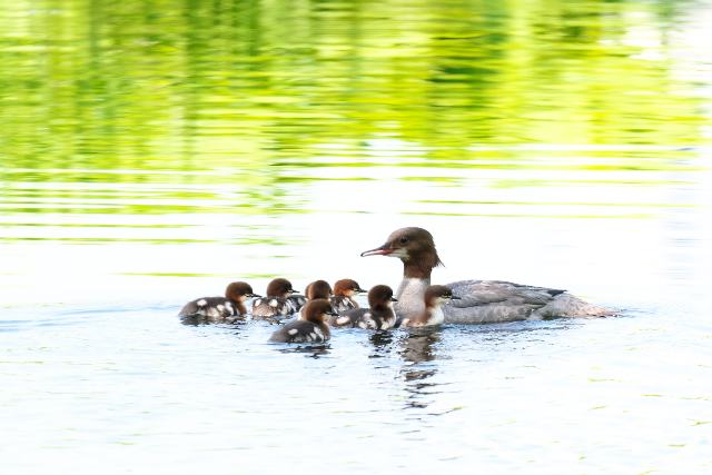 �J���A�C�T