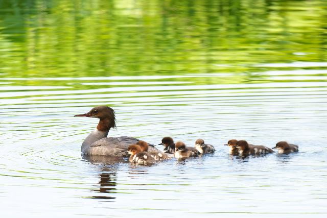 �J���A�C�T