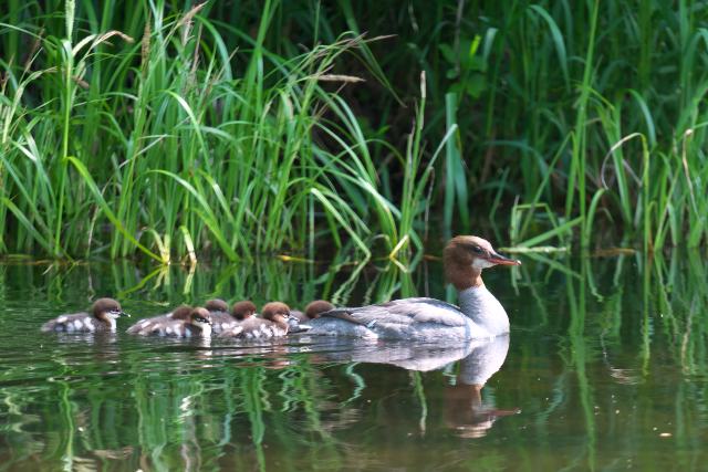 �J���A�C�T