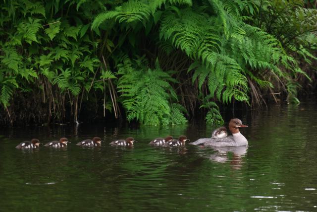 �J���A�C�T