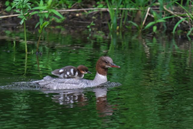 �J���A�C�T