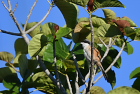 ^JTSYLong-tailed shrike/zCA