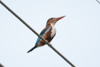 AIVErWhite-throated Kingfisher/_u