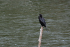 AWARrgELittle Cormorant/_u