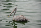 zVoVyJSPot-billed Pelican/R{