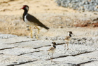 ChgTJQRed-wattled Lapwing/S[
