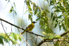 YORECEOCXBlack-hooded oriole/S[