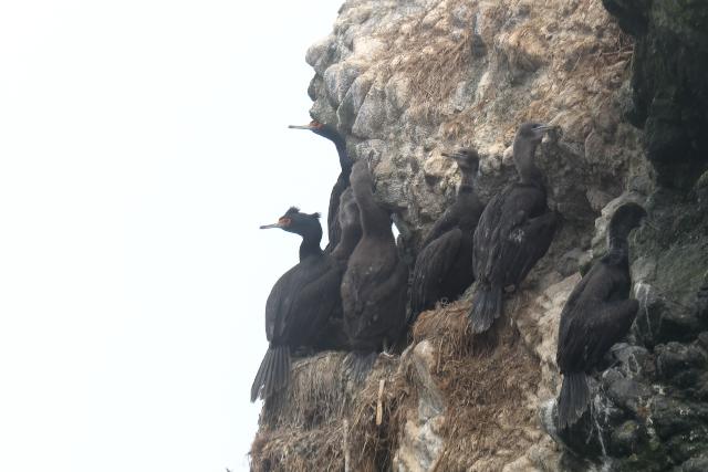 �`�V�}�E�K���X�@�����Ɨc��