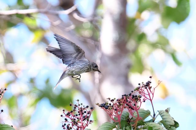 �G�]�r�^�L