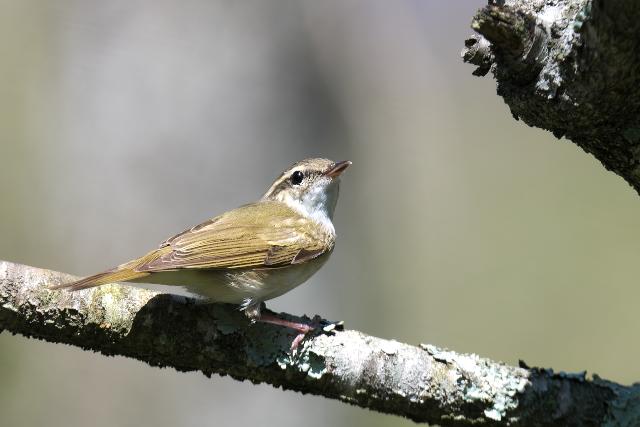 �G�]���V�N�C