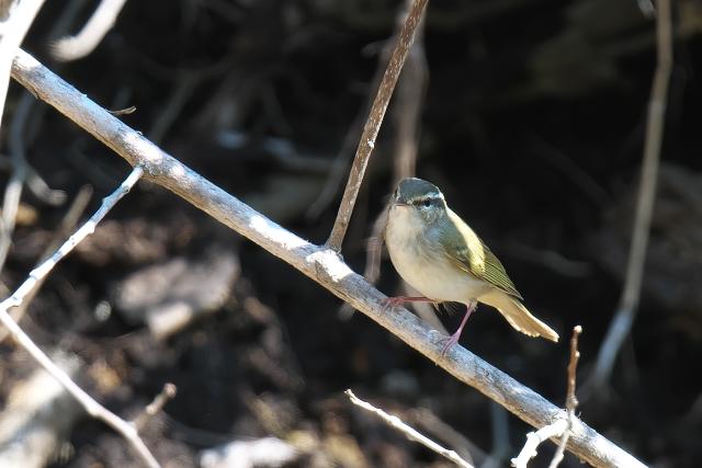 �G�]���V�N�C