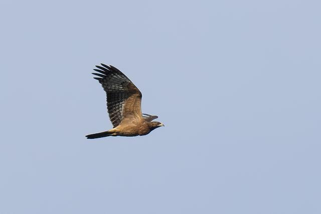 �n�`�N�}�@�c��