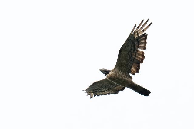 �n�`�N�}�@�Y