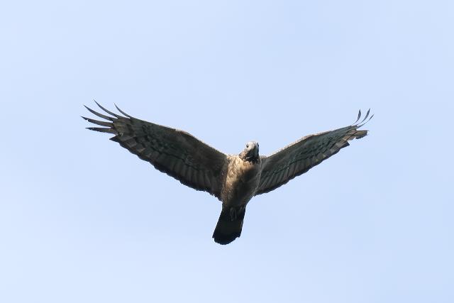 �n�`�N�}�@�Y