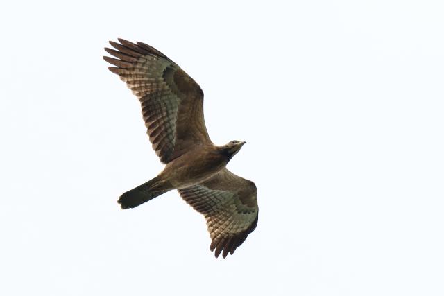 �n�`�N�}�@�c��