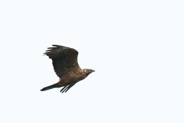 �n�`�N�}�@��