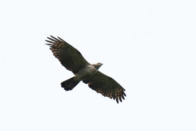 �n�`�N�}�@��