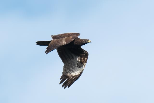 �n�`�N�}�@�c��