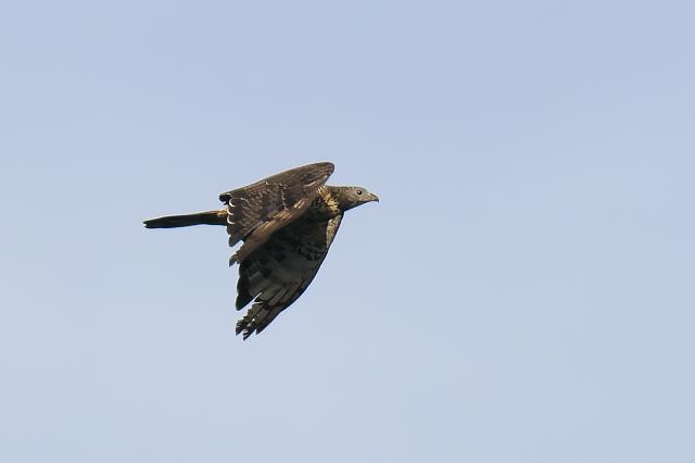 �n�`�N�}�@�Y