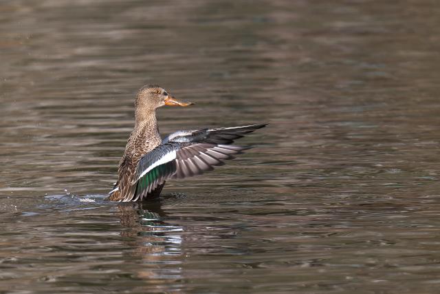 �n�V�r���K��