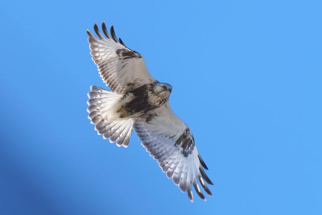 �P�A�V�m�X��