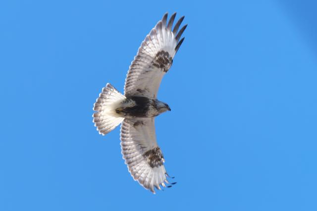 �P�A�V�m�X��