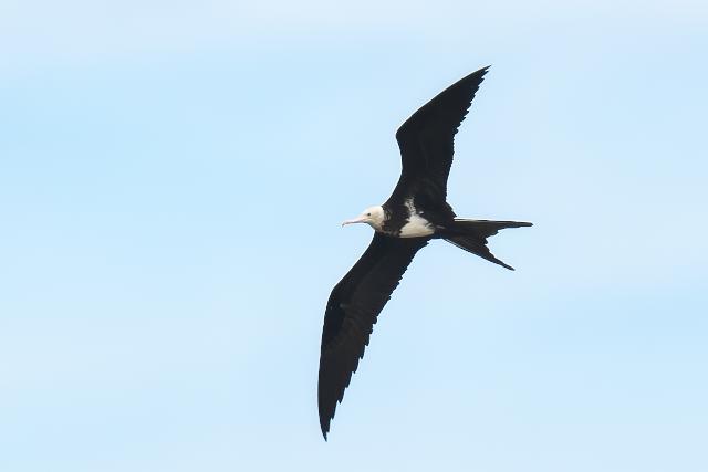 �R�O���J���h��