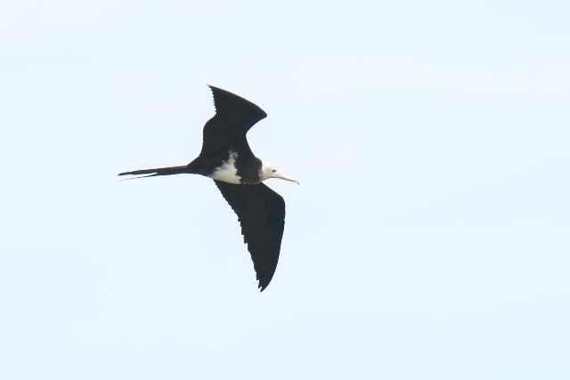 �R�O���J���h��