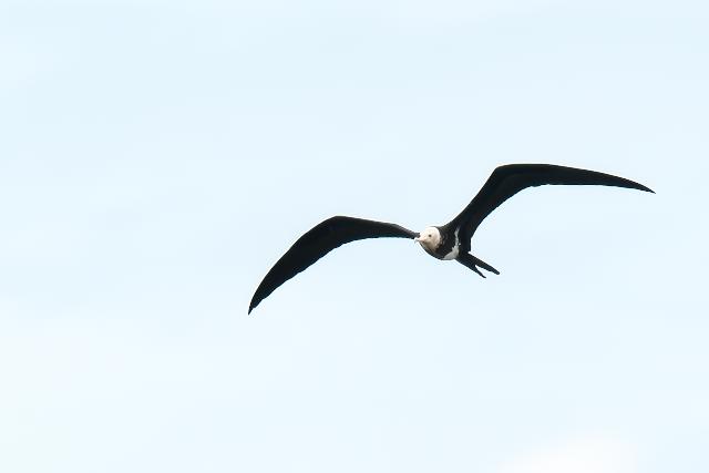 �R�O���J���h��