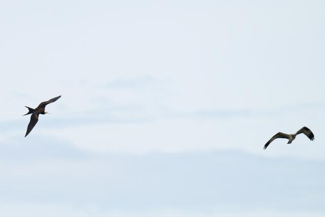 �R�O���J���h���A�~�T�S