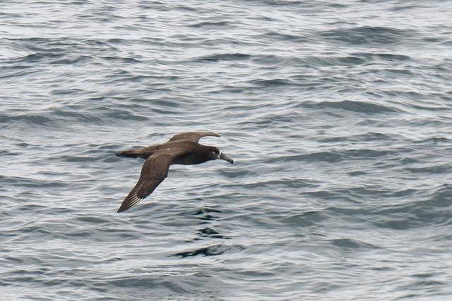 �N���A�V�A�z�E�h��