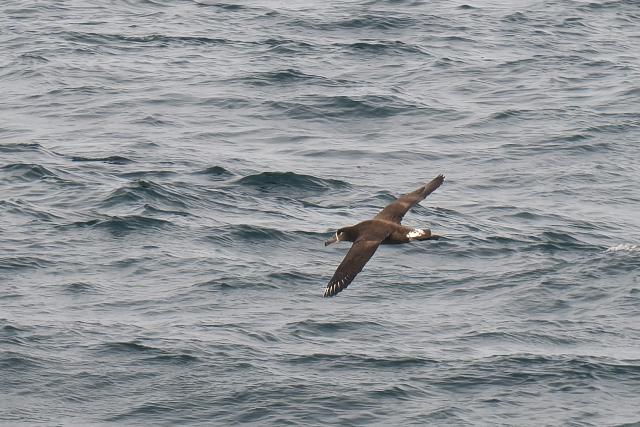 �N���A�V�A�z�E�h��