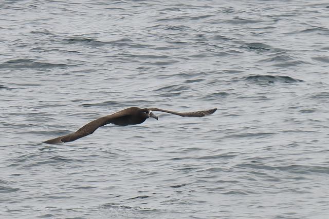 �N���A�V�A�z�E�h��