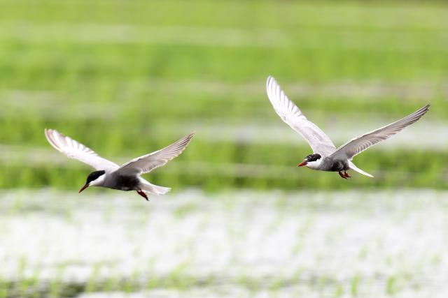 �N���n���A�W�T�V