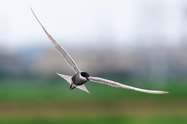 �N���n���A�W�T�V