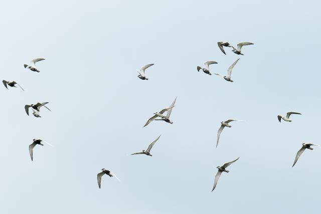 �N���n���A�W�T�V