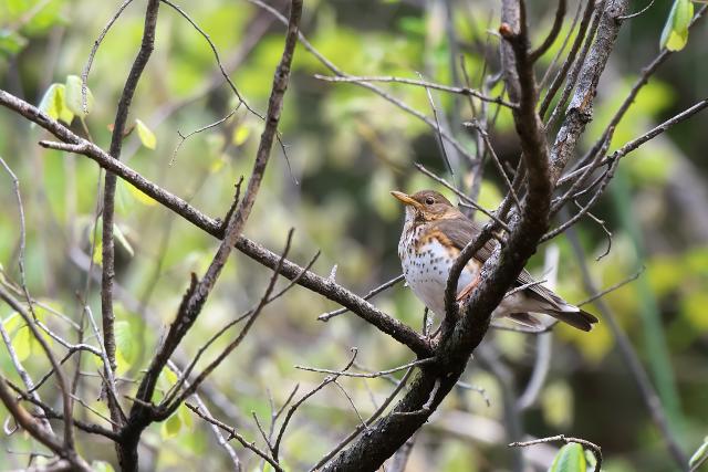 �N���c�O�~��