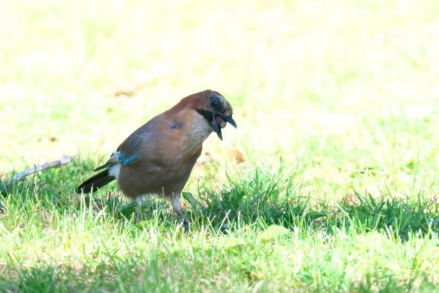 �~���}�J�P�X