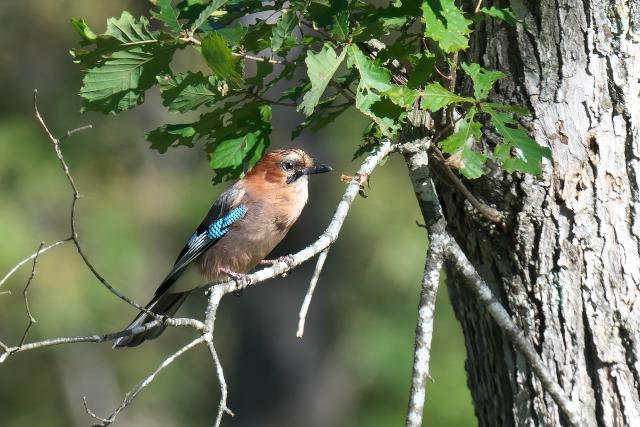 �~���}�J�P�X