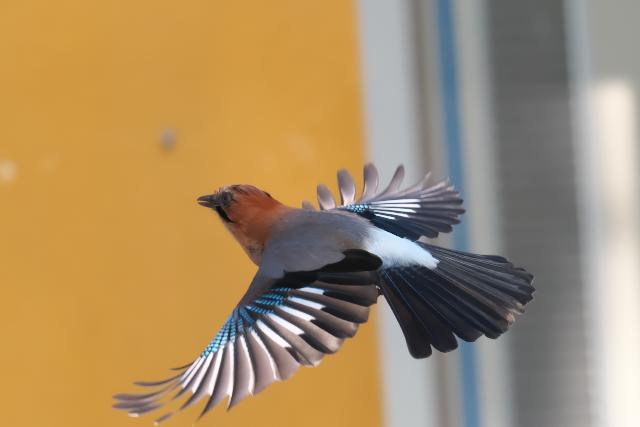 �~���}�J�P�X