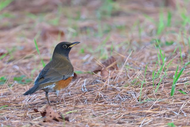 �I�I�A�J�n���@Turdus chrysolaus orii