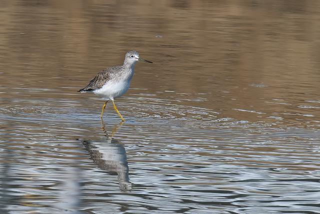 �I�I�L�A�V�V�M