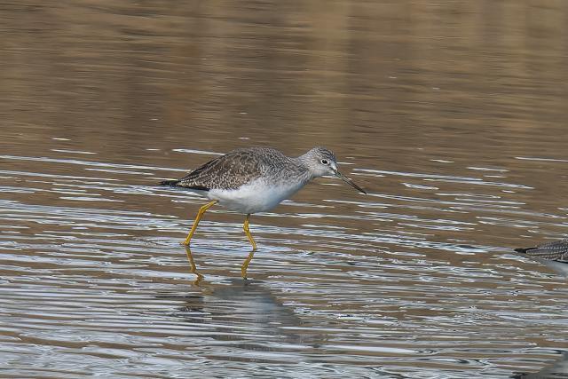 �I�I�L�A�V�V�M