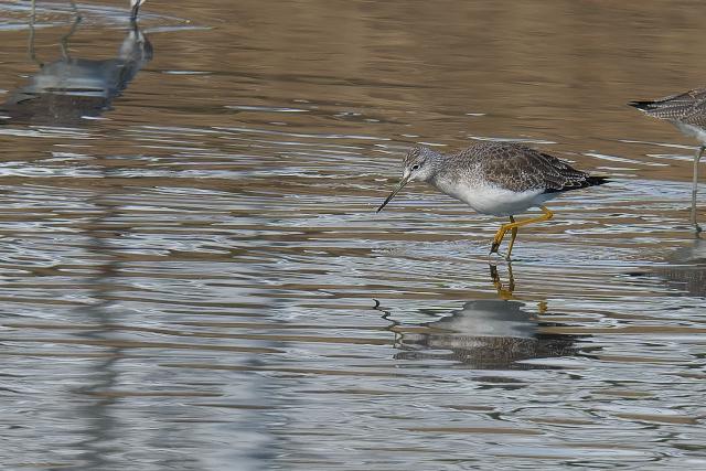 �I�I�L�A�V�V�M