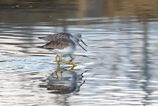 �I�I�L�A�V�V�M�i��O�j�A�A�I�A�V�V�M�i���j�{�̔������킩��܂�