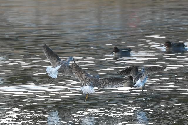 �I�I�L�A�V�V�M�i�����j�w�̔����������m�F�ł��܂�