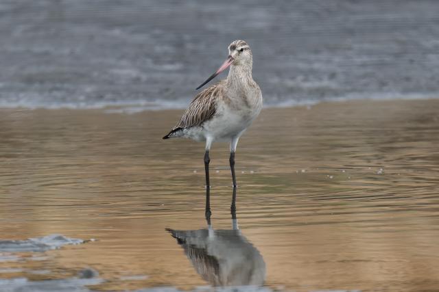 �I�I�\���n�V�V�M