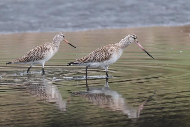 �I�I�\���n�V�V�M