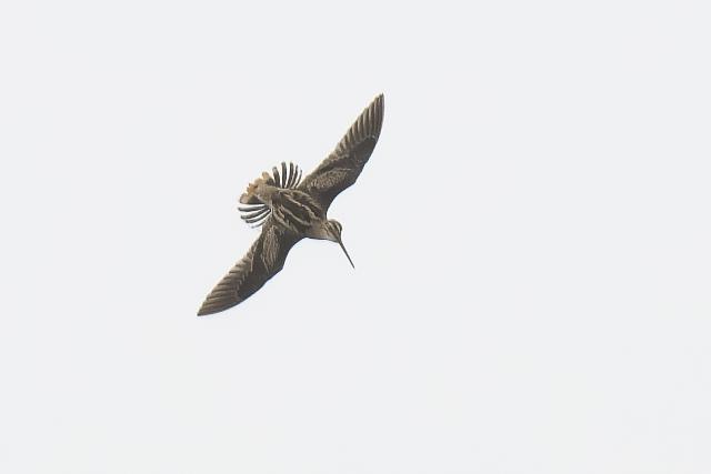 �I�I�W�V�M