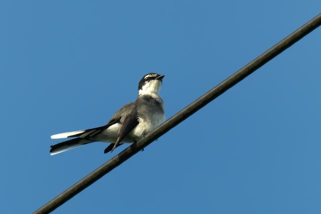 �����E�L���E�T���V���E�N�C